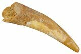 Fossil Pterosaur (Siroccopteryx) Tooth - Morocco #354881-1